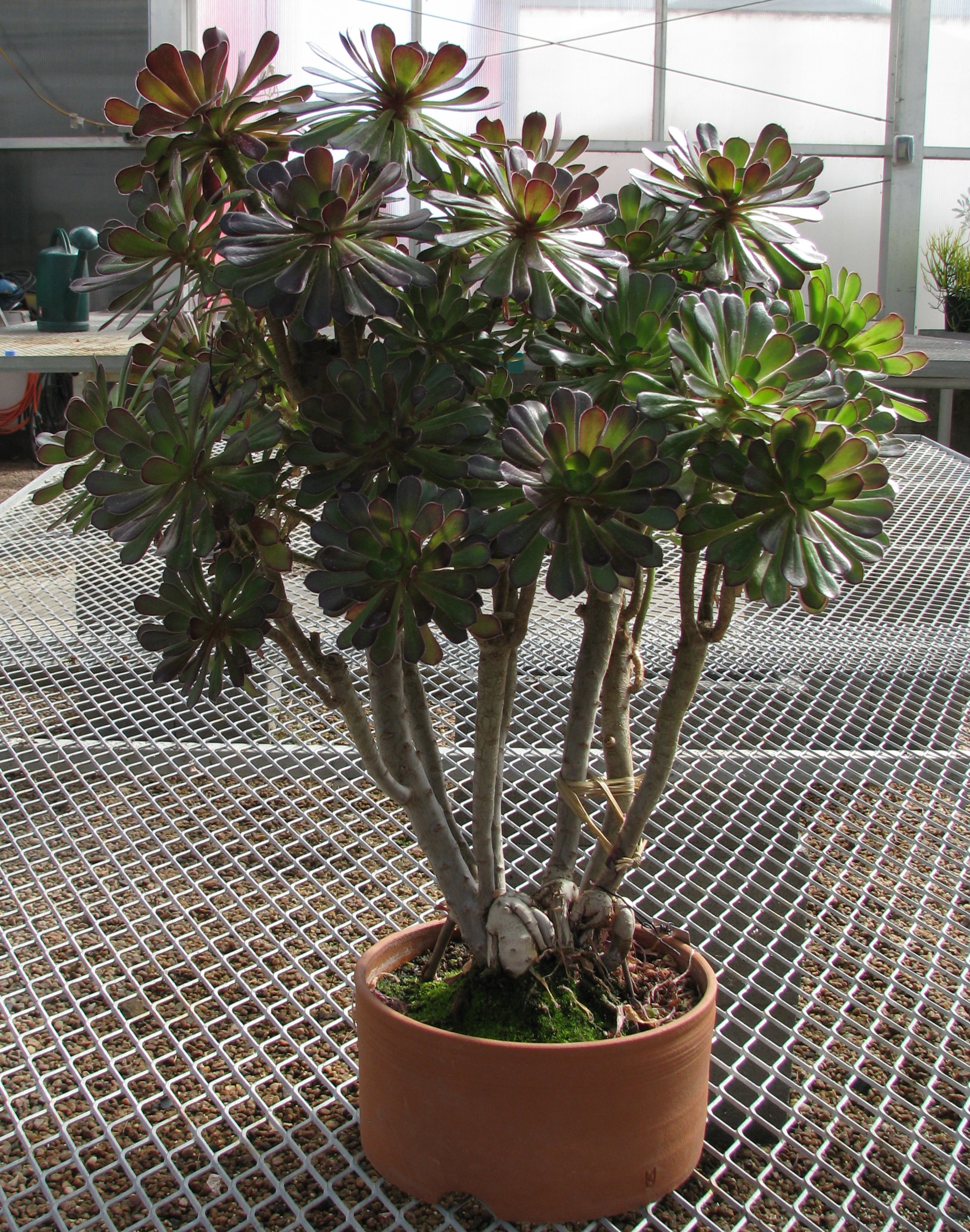 Bonsai Tree Aeonium Haworthia Tree Live Plant In 4” Pot - agrohort.ipb ...