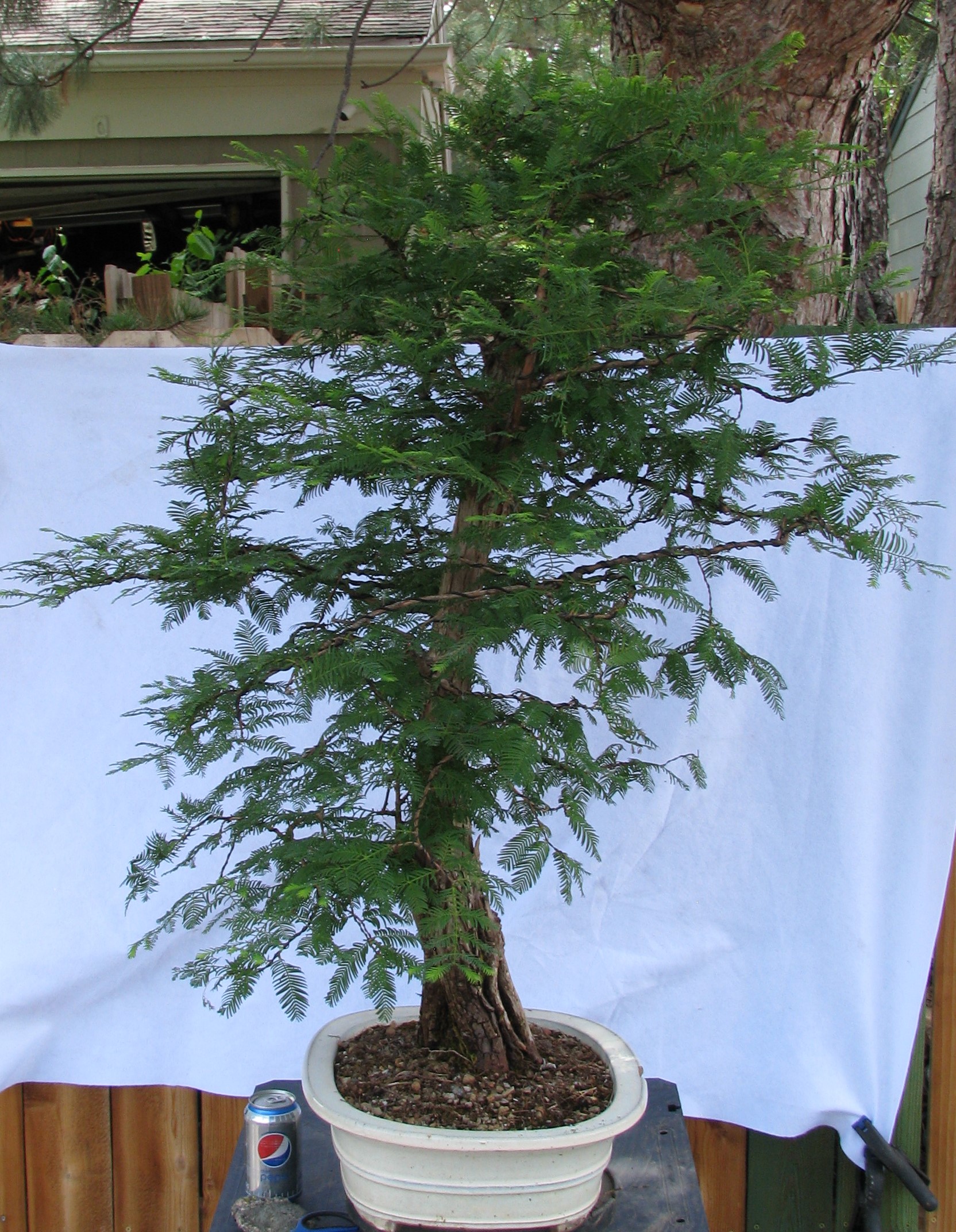 metasequoia glyptostroboides branch