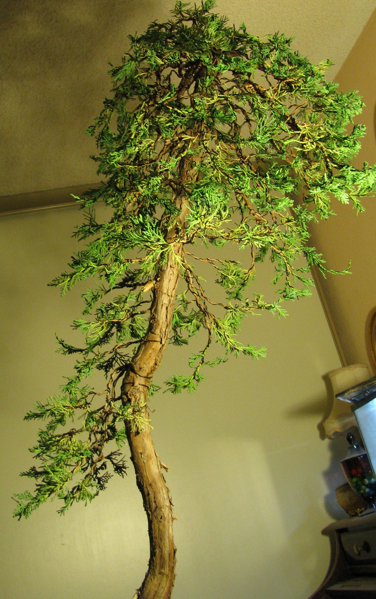 Juniperus Horizontalis Bonsai Blue Rug Colorado Rocky Mountain Bonsai Suiseki