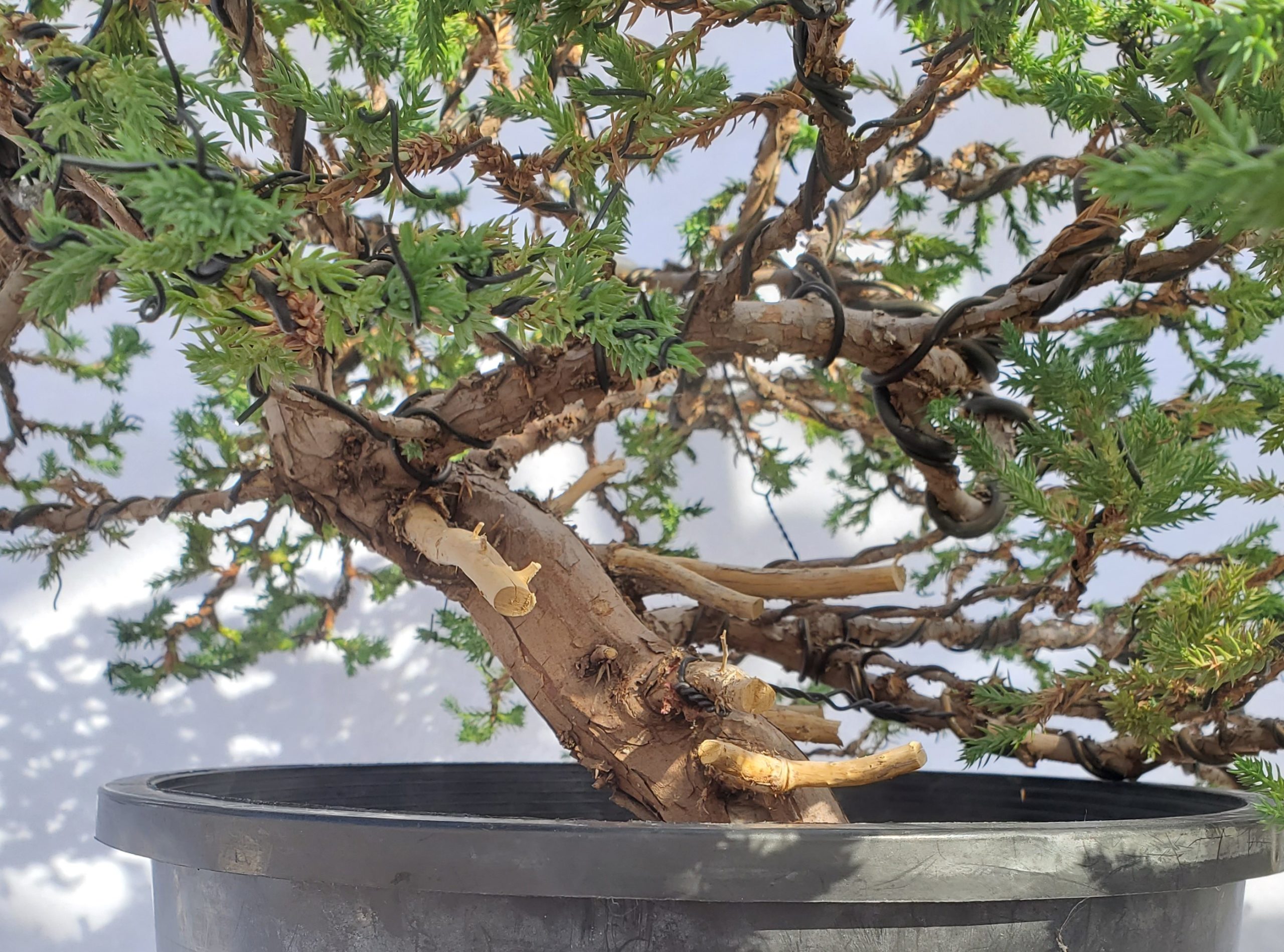 Seki-joju Miniature Wire Bonsai Tree